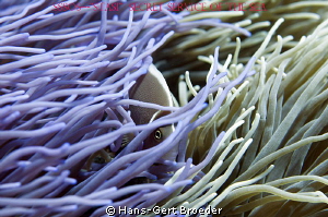 Anemonefish
Hide and seek 
Bunaken, Sulawesi, Indonesia... by Hans-Gert Broeder 